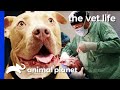 Vet Removes Enormous 16lb Tumor From Dog's Abdomen | The Vet Life