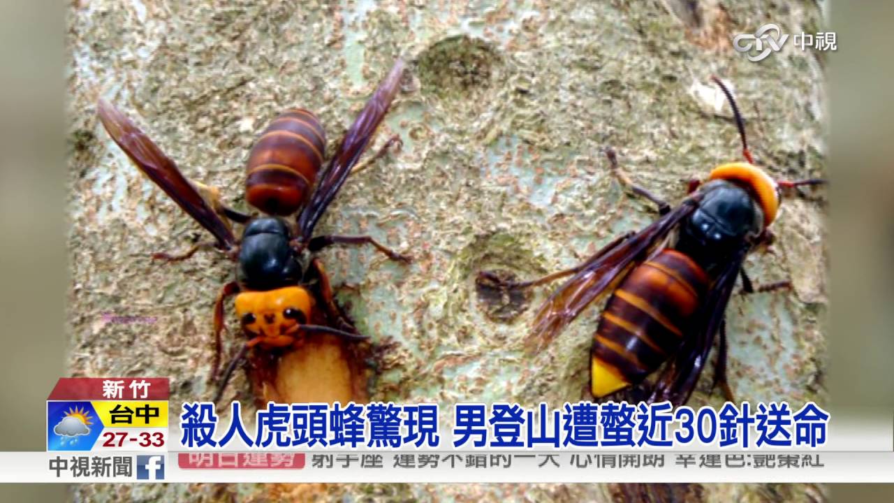 殺人虎頭蜂驚現男登山遭螫近30針送命 中視新聞1610 Youtube 殺人虎頭蜂驚現男登山遭螫近30針送命 中視新聞1610 Youtube