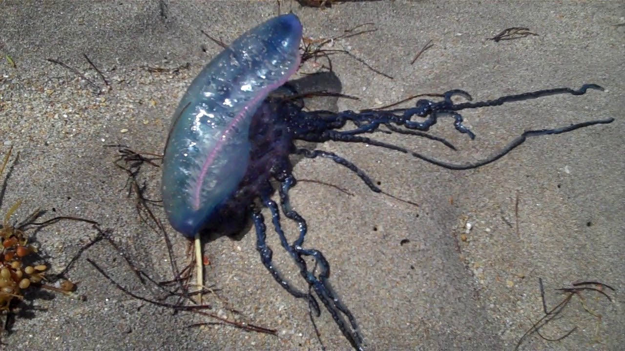 Portuguese Man o' War - YouTube