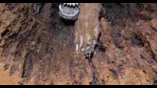 Dog Gets Stuck in a Tree, 20 Years Later They Make a Discovery When It’s Cut Down