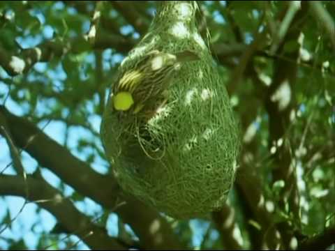 BBC Home Making: Weaver Bird