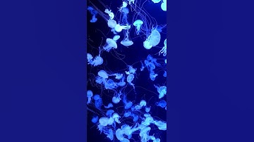 Space Video | jellyfish aquarium  non-copyright video | galaxy