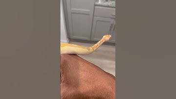 Banana enchi pastel clown #banana  #enchi  #pastel  #clown  #ballpython #youngdolph #snake