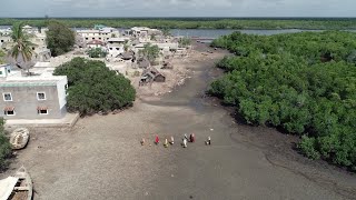 Life in Lamu's Mangroves