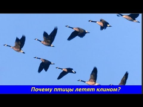 Почему птицы летят клином ?