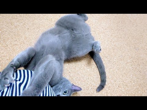 【猫動画】嫁が触ると暴れる日のロシアンブルー【russianbule】Russian blue on the day when my wife touches it