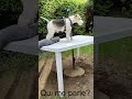 Loki, fox-terrier à poil dur, a sorti le salon de jardin!