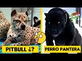 7 Razas de Perro Mas Temibles Creadas  por el Hombre