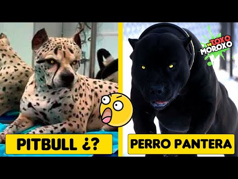 Video: 6 razas de perros que se originaron en los Estados Unidos