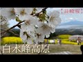 【長崎・桜】白木峰高原の菜の花の海とすっと立つ桜