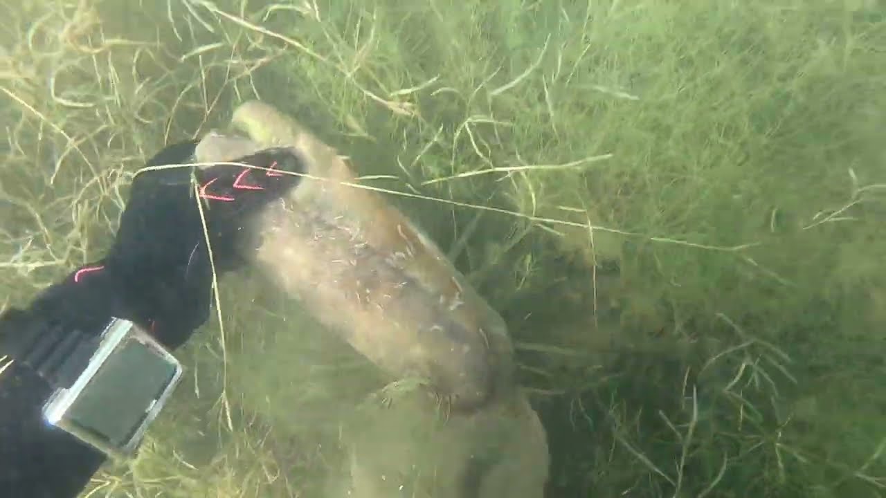 Sprzątam Pluszne..jezioro postawiło mi szampana.