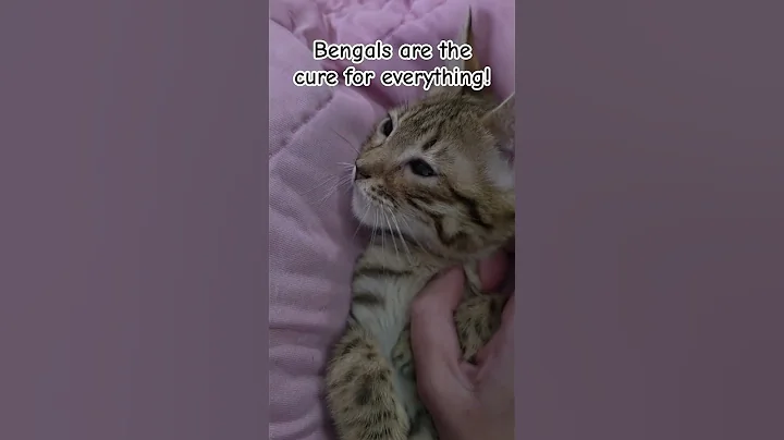 Video 11727421: bengal cat kitten