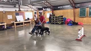 'Laney' 13 Mo Giant Schnauzer Life Proofing Skill If Life Has You Seated Wheelchair Obedience @PDS