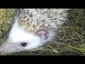 Petting my white belly hedgehog + close up on coco the hedgehog^^