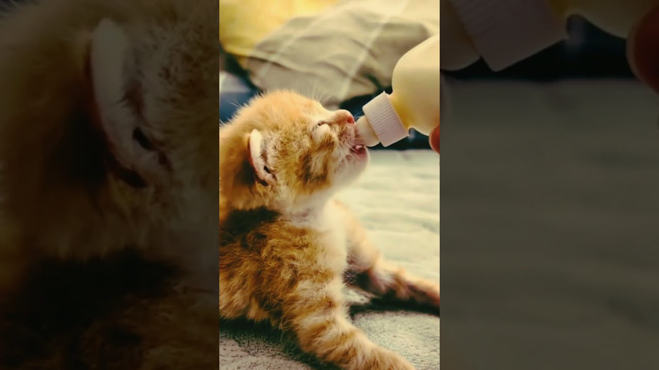 ⁣cat baby speeding #shorts #cat