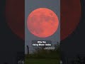 The Pink Moon Explained: What Causes its Pinkish Hue?