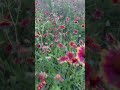 Arbor Hills Nature Preserve. #nature #park #wildflowers