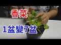 種香菜 一盆變七盆 只要20元