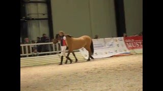 Лошади вятской породы на выставке "Иппосфера-2016" 01.05.16. Лошади вятской породы на выставке "Иппосфера-2016" 01.05.16.