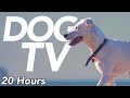 Dog tv  instant entertainment for dogs  virtual dog walk