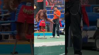 Orangutan show