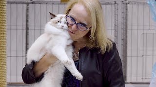 CFA International Cat Show 2018  Ragdoll kitten class judging