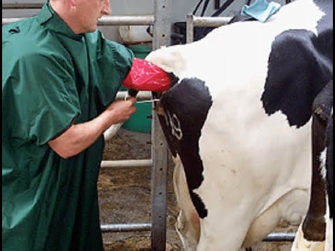 Cetosis subclinica en vacas lecheras