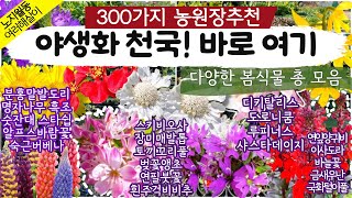 [봄식물 TOP300💕 ] 3월 중순 신상 봄식물 대거 입고 | 전국택배가능 010-2548-7544📦 #노지월동식물 #야생화 #다육이 #꽃 #봄식물추천 #비비추 #도로니쿰