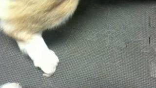 Corgi with delayed conscious proprioception Presented for degenerative myelopathy.