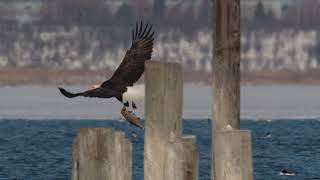 Bald eagle takes 2 attempts and 2 talons to secure big fish!