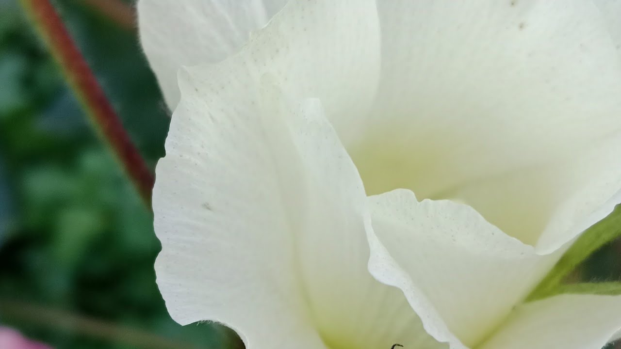 Mein phir bhi tumko cahunga,,,,,