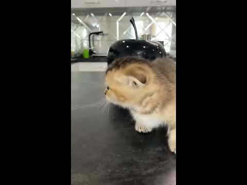 Маленький котенок #Котик - YouTube