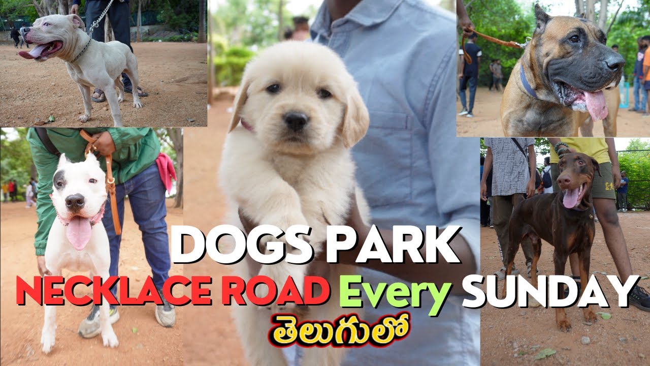 DOGS PARK necklace road Hyderabad Sunday telugu YouTube