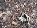 Shed hunting 2012 (Found 3 dead bucks) Shed hunting 2012 (Found 3 dead bucks)