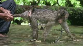 Ils Embauchent Un Singe Pour La Cueillette De Noix De Coco