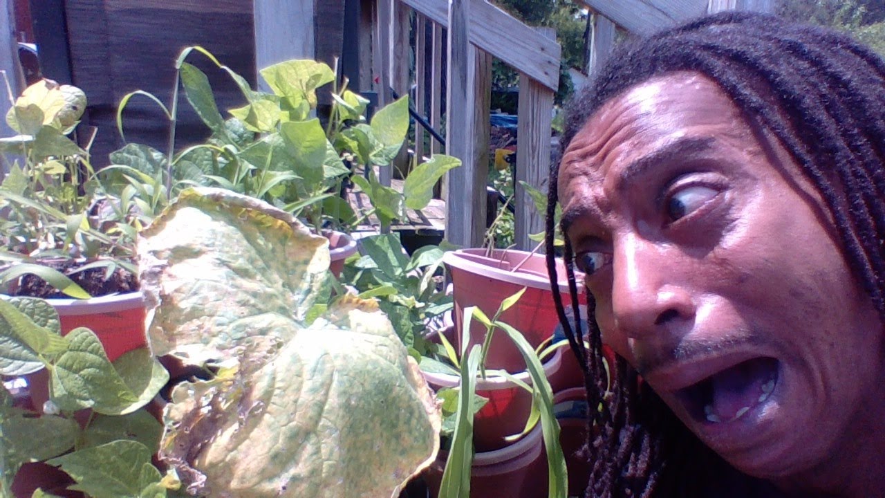 WHY ARE MY LEAVES TURNING YELLOW Cucumber Melons Squash DO NOT PULL