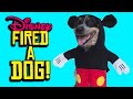 Disney Fired a DOG.