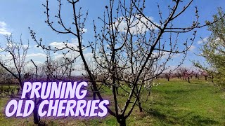 How to prune old cherry trees