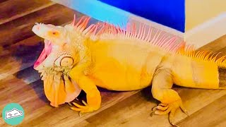 Iguana Thinks He Is Dog Becomes Best Friend with Man | Cuddle Reptiles
