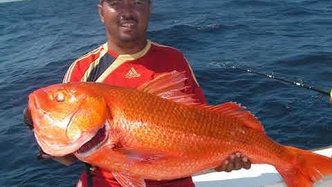 Jigging RUBY SNAPPER Andaman