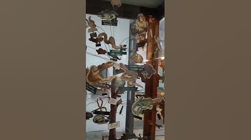 Tree 🌲 of life Evolution #treeoflife #evolution #viralvideo #shorts #unique #life