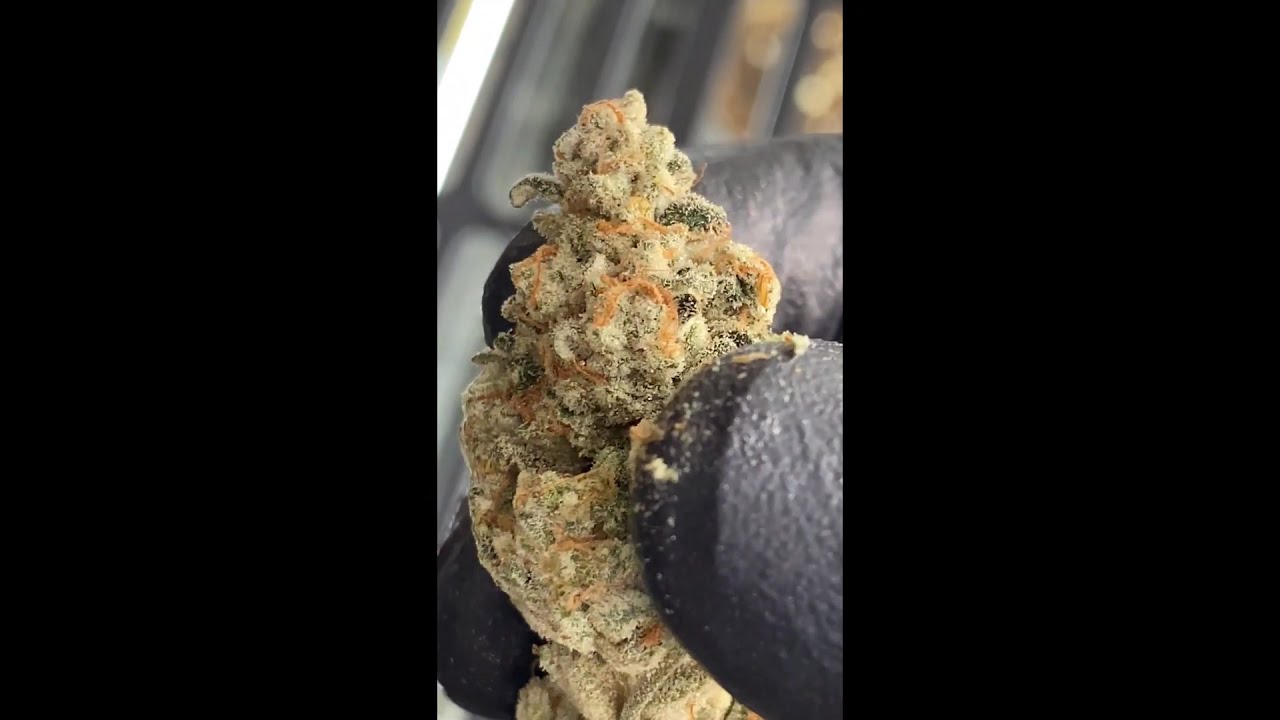 Cherry Punch - Symbiotic Genetics | Premium Cannabis