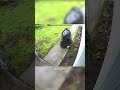 A person stole a package off of someone's front porch -- disguised as TRASH 🗑️💀 (🎥: Storyful)