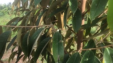 Muốn cắt tỉa tạo tàn sầu riêng hiệu quả cần phải làm gì? SCNV 0939.051.123