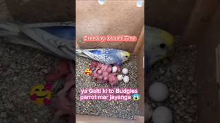 Budgies parrot ka breeding ka sahi Time 😯🤯🦜🐣#minivlog #budgies #parrot #budgiesparrots