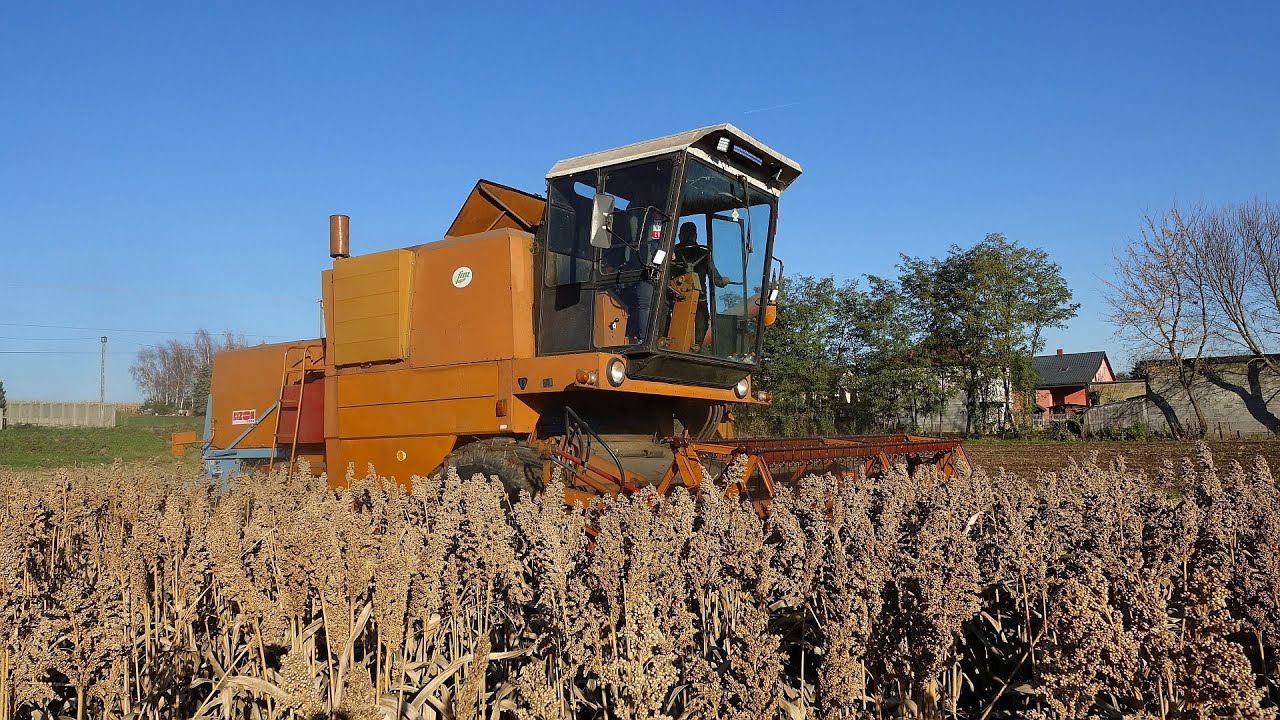 Sorgo Listopadowe Żniwa 2025 Bizonem