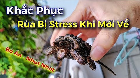 Vlog #23 | Rùa Cá Sấu Bị Stress Khi Mới Về | Giải Pháp Nhỏ Chia Sẻ