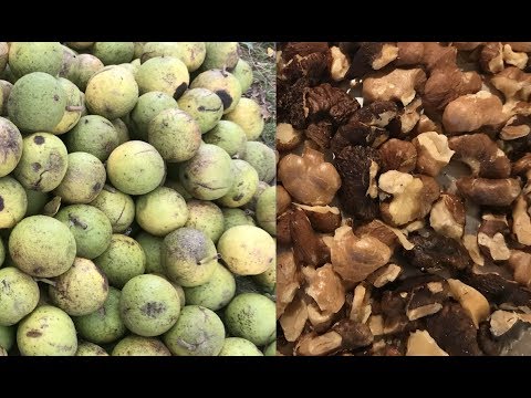 Video: Black Walnut