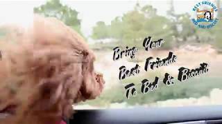 Best Friends Bed & Biscuit | Greensboro NC | Pet Resort | Dog Cat Boarding Daycare Training Grooming Best Friends Bed & Biscuit | Greensboro NC | Pet Resort | Dog Cat Boarding Daycare Training Grooming