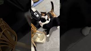 A pet cat that likes to fight/喜欢打架的宠物猫